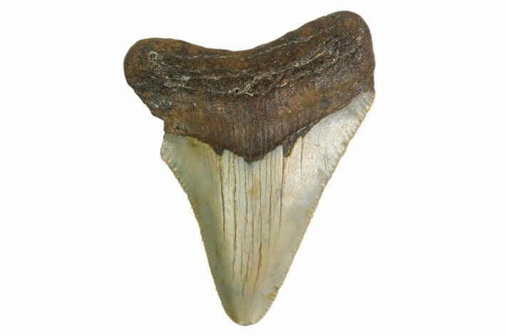 Juvenile Megalodon Tooth - North Carolina #160491